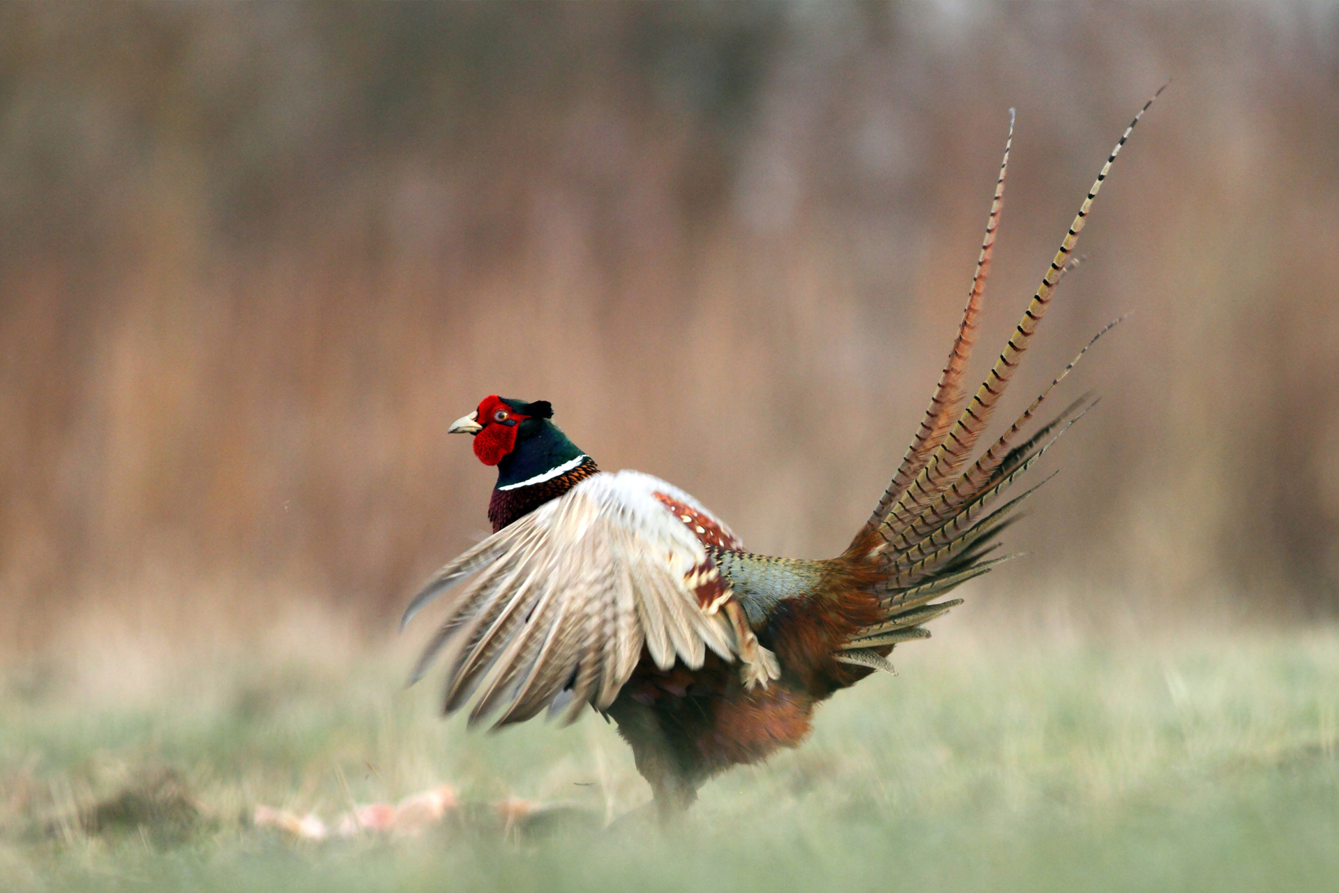 Pheasants