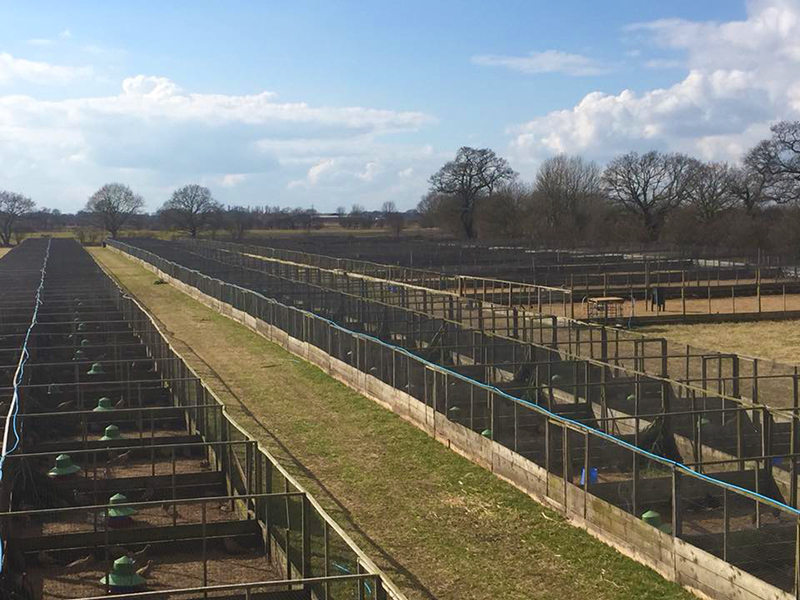 Storwood Breeding Pens