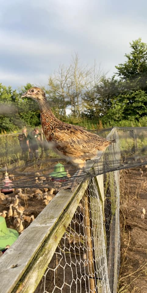 Chicks/Ducklings/Poults