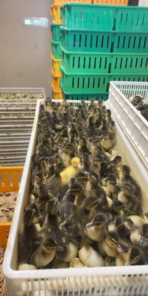 Chicks/Ducklings/Poults